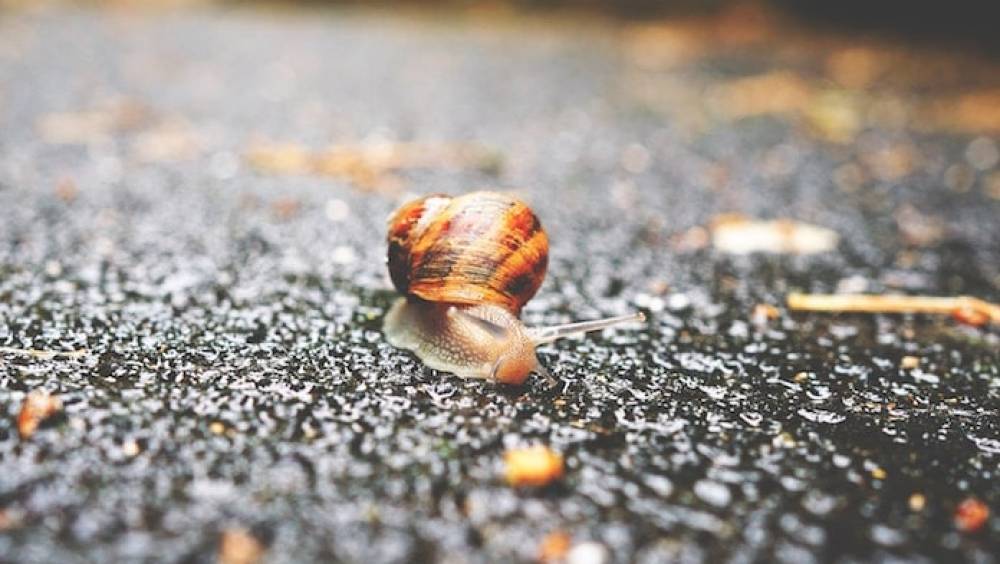 slow start up comment croitre sans levee de fonds