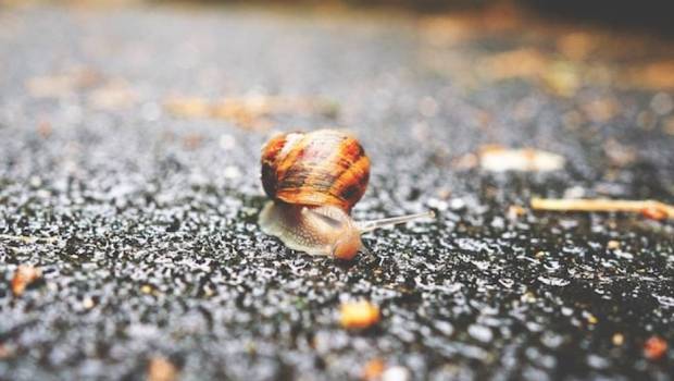 slow start up comment croitre sans levee de fonds