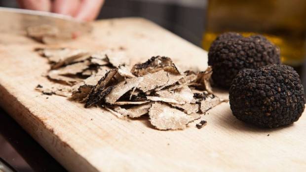 domaine du grandmerlhiot le plus grand domaine truffier du perigord