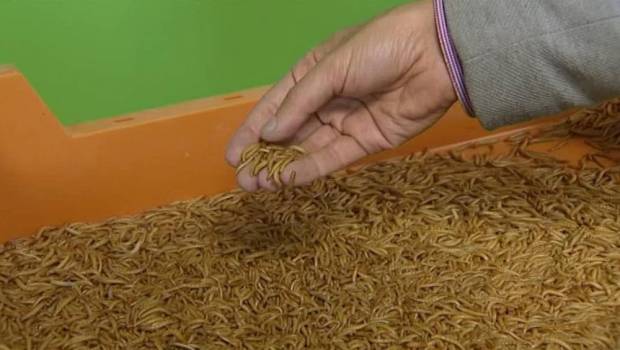 ynsect 110 me pour la ferme geante dinsectes