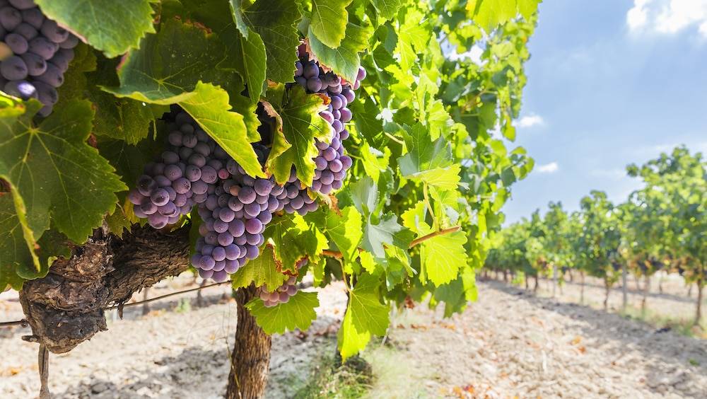 le beaujolais peut il renaitre