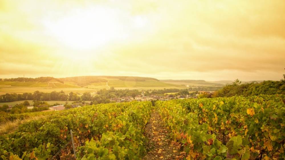 ces petits producteurs qui investissent dans le champagne