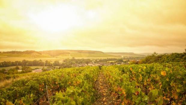 ces petits producteurs qui investissent dans le champagne