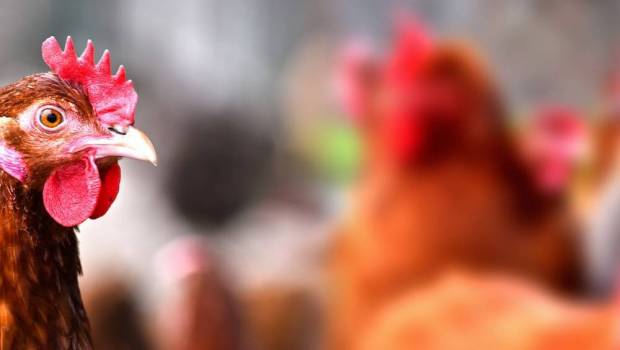 ldc le numero du poulet