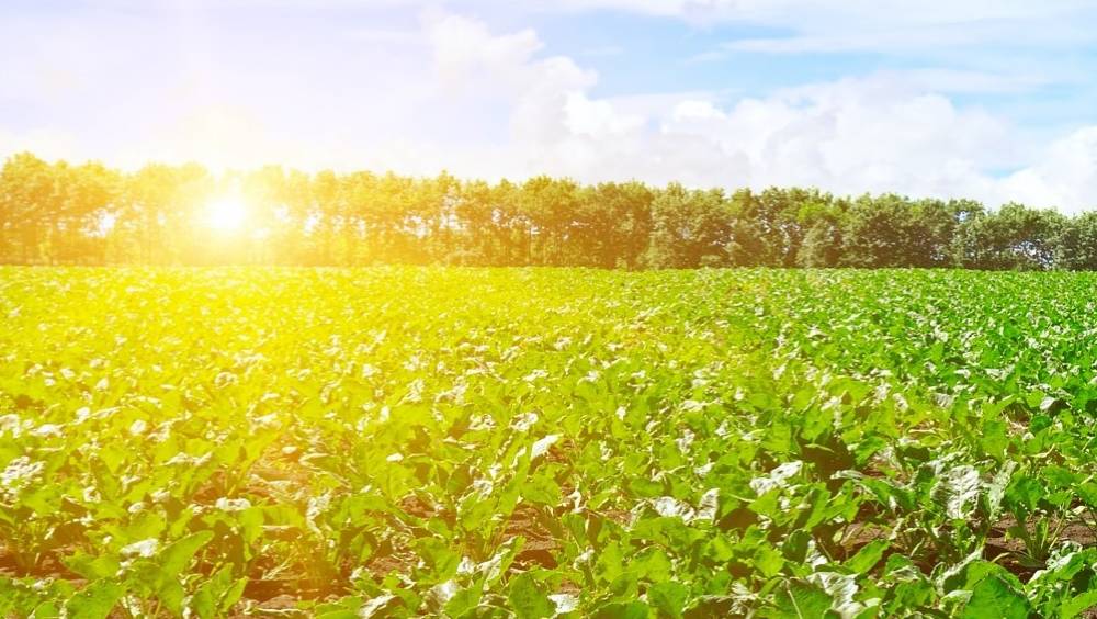 tereos une solidite financiere dans un marche qui evolue