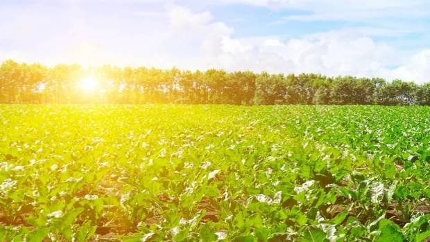 tereos une solidite financiere dans un marche qui evolue