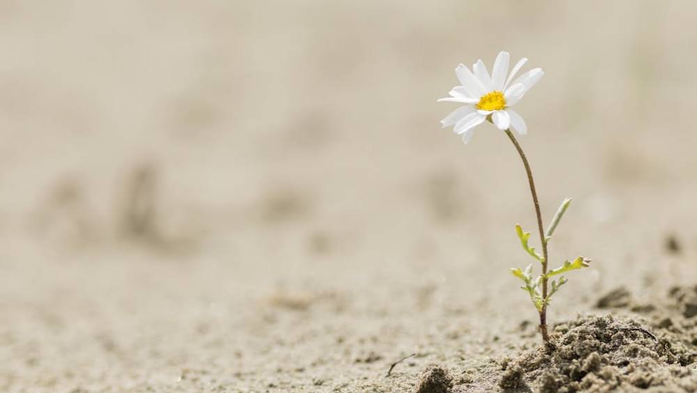 les sept cles de la resilience