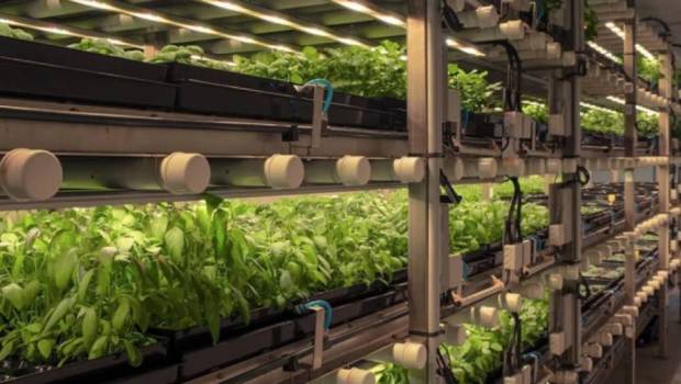 fermes verticales la jeune pousse francaise jungle deploie ses ailes