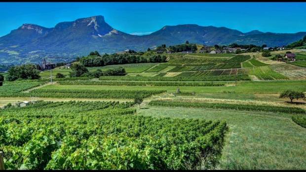 les vins de savoie sortent de leurs montagnes