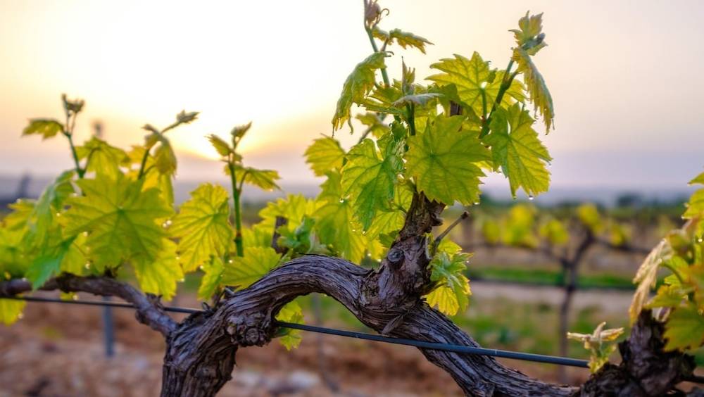 le vignoble est il la nouvelle valeur refuge