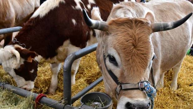le salon de lagriculture pourra t il se tenir cette annee