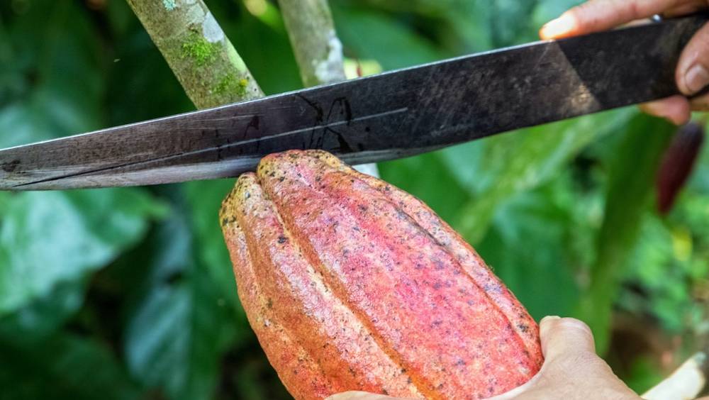 kko international signe un contrat de plusieurs millions deuros avec ibercacao leader espagnol du chocolat