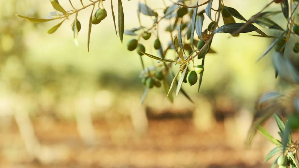 la startup cearitis veut sauver nos oliviers