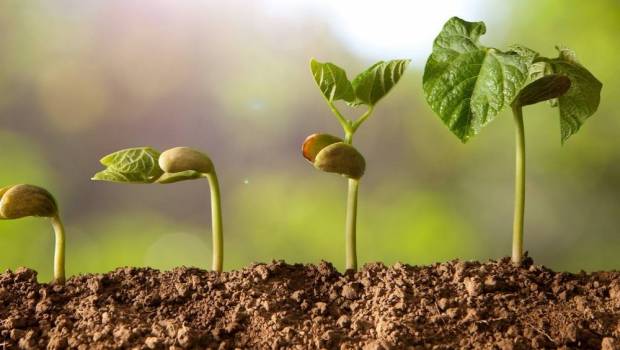 a angers graines voltz soffre la pepiniere andre briant