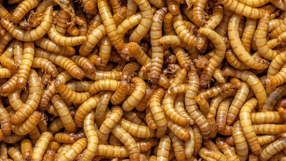 agronutis une usine qui fait mouche