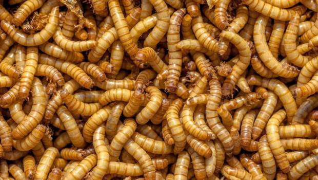 agronutis une usine qui fait mouche