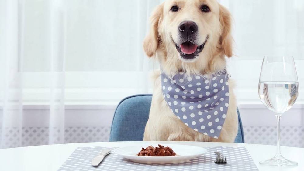 reglo leve 18 me pour ses croquettes a base dinsectes