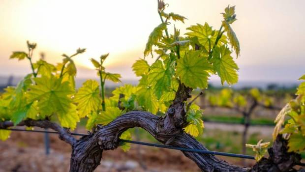 lessor du vin sans alcool made in france