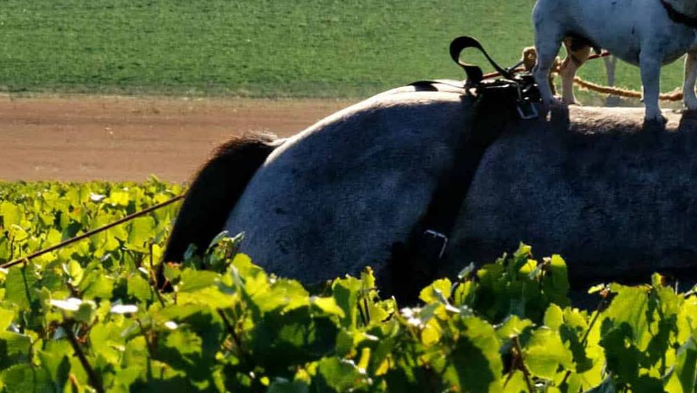 maison cattier une famille passionnee depuis pres de 400 ans