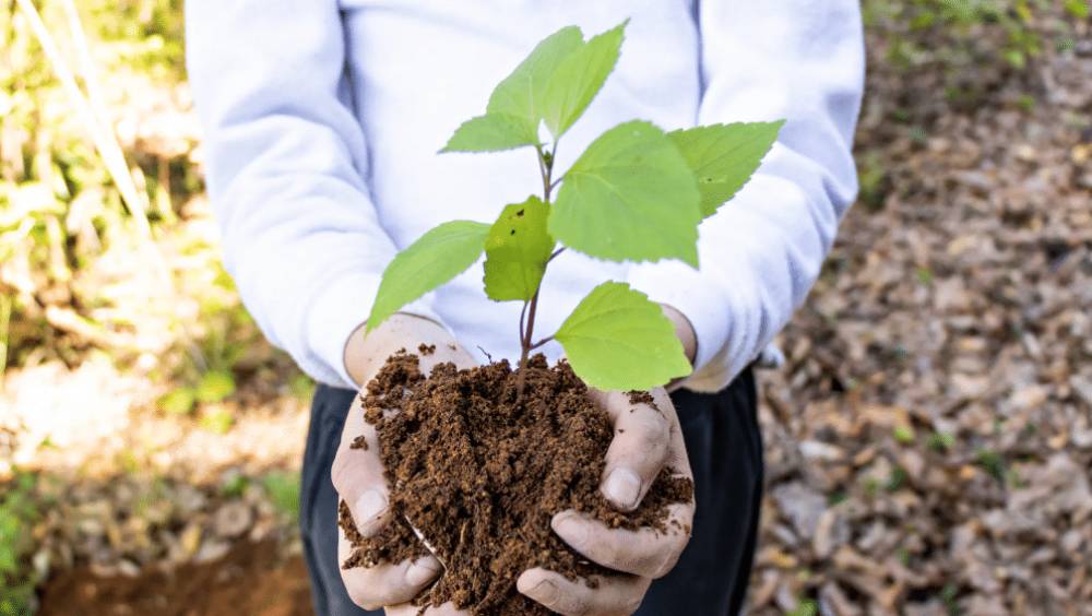 arbres co la nouvelle pepiniere urbaine