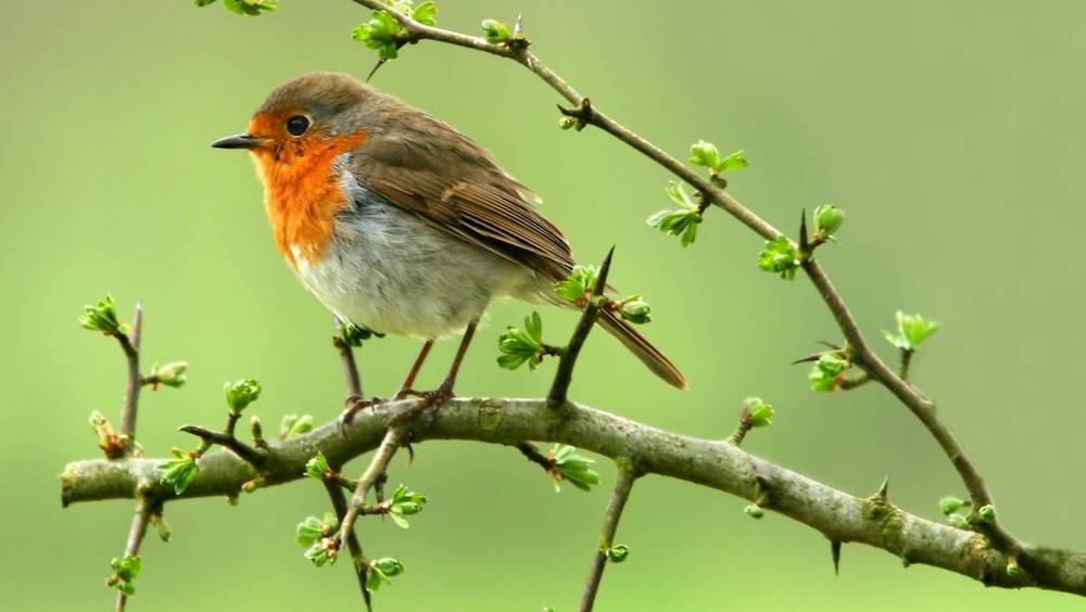 disparition des oiseaux les chiffres chocs dune nouvelle etude