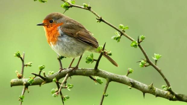 disparition des oiseaux les chiffres chocs dune nouvelle etude