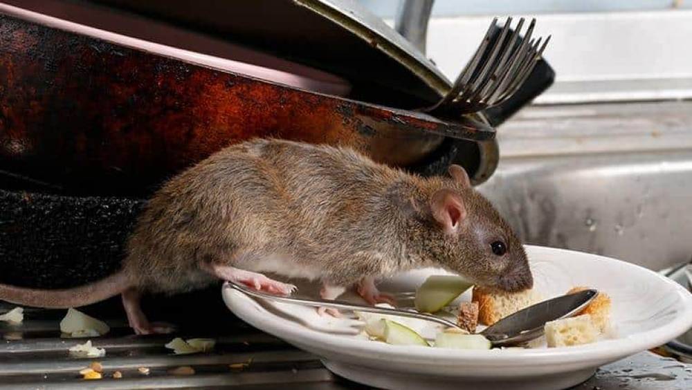 paris invasion de rats dans les fast foods et les kebabs