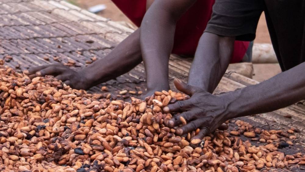 de puissance cacaoyere la transformation de la cote divoire en puissance chocolatiere