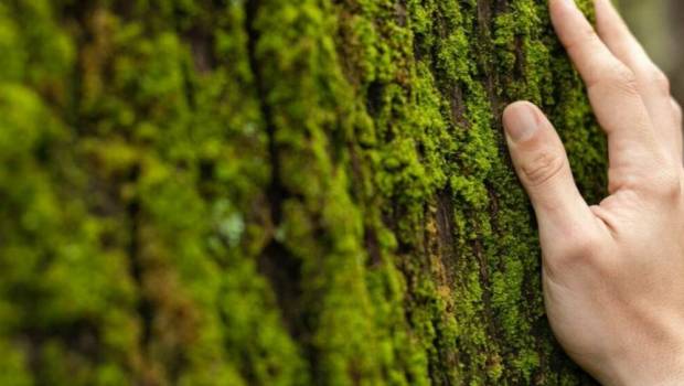 vigilants et experimentes en france aussi la foret a ses gardiens