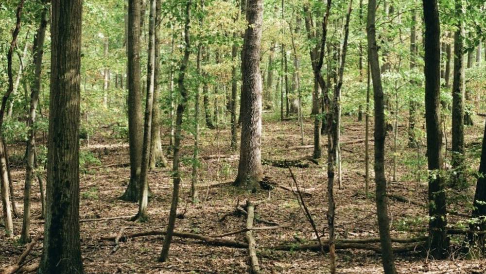 objectif du milliard darbres plantes vs coupes rases ou en sont les forets francaises
