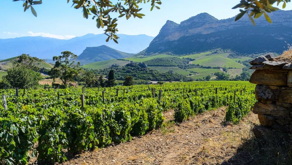 changement climatique quel impact pour le vignoble francais