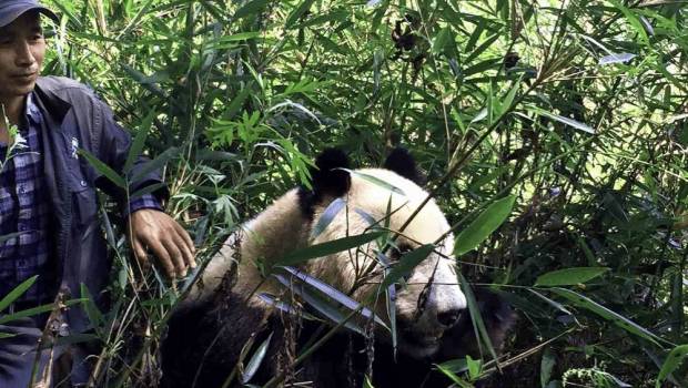 xiang dingqian un garde forestier originaire des montagnes