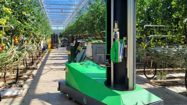 saint malo invente le premier robot cueilleur de tomates