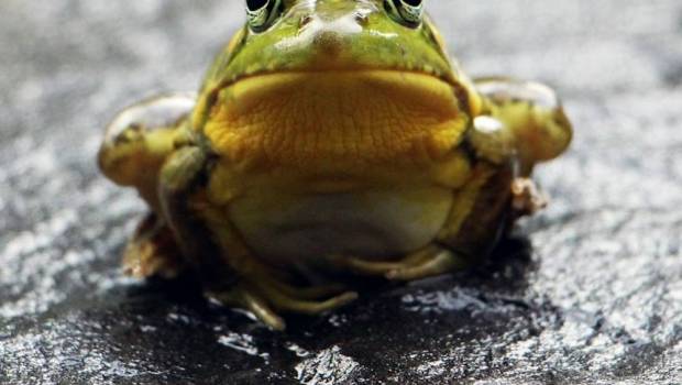 motivation la methode eat the frog arme fatale contre la procrastination