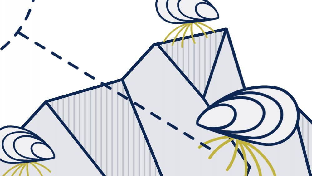 bysco la start up qui transforme les filaments de moules en textile durable