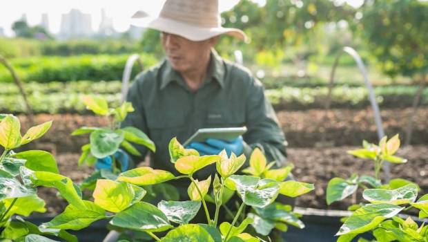 la chine fixe les priorites pour la progression de son activite agricole en 2025